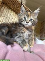 Maine Coon Kätzchen, männlich und weiblich