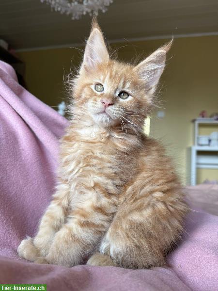 Bild 2: Maine Coon Kätzchen, männlich und weiblich