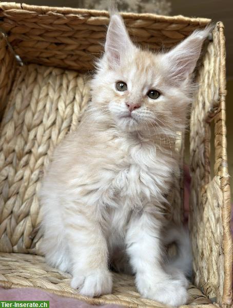 Bild 3: Maine Coon Kätzchen, männlich und weiblich