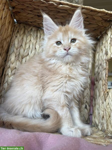 Bild 4: Maine Coon Kätzchen, männlich und weiblich