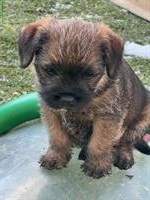 Border Terrier Welpen (Rüden) mit Stammbaum