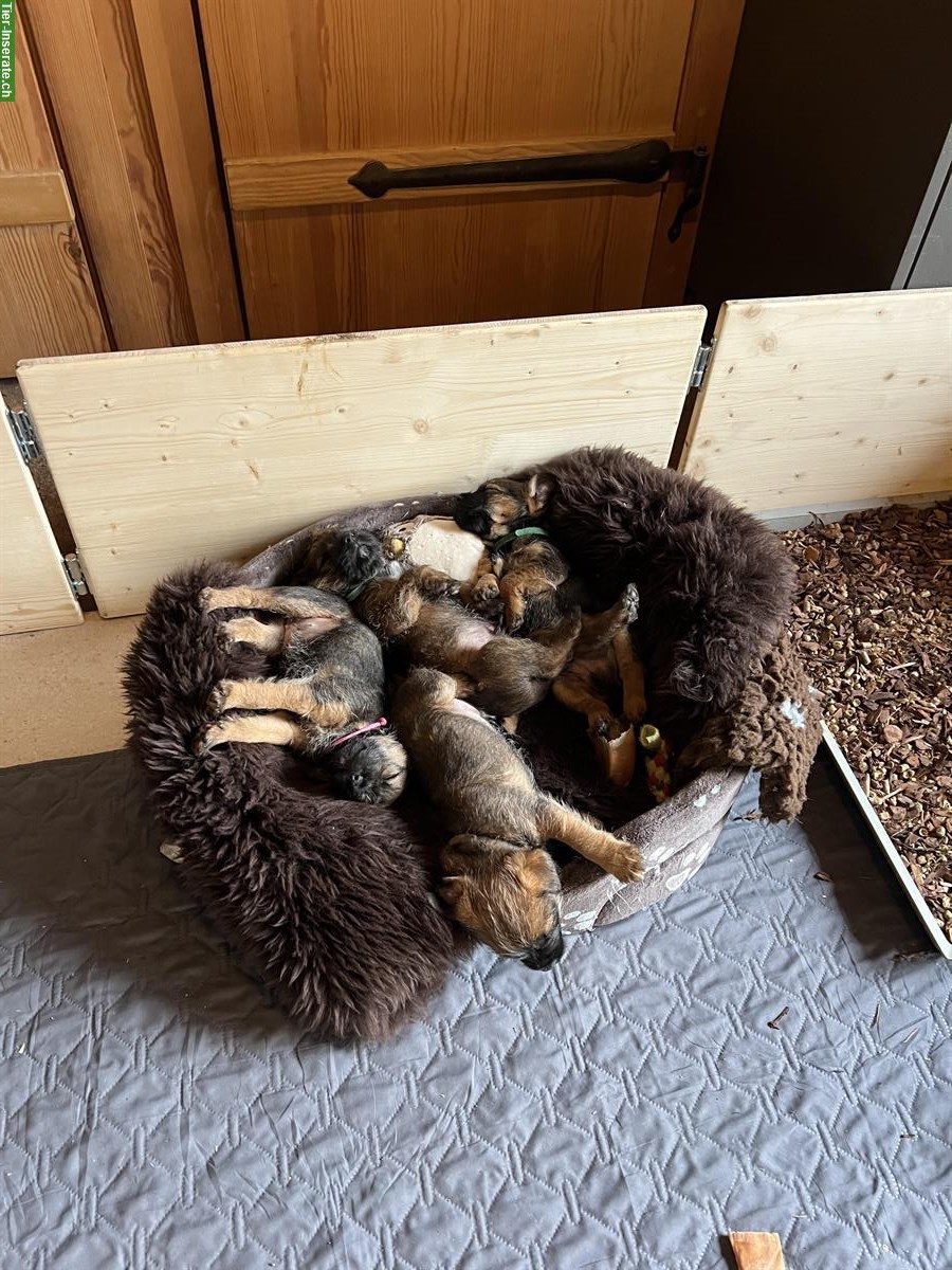 Bild 2: Border Terrier Welpen (Rüden) mit Stammbaum