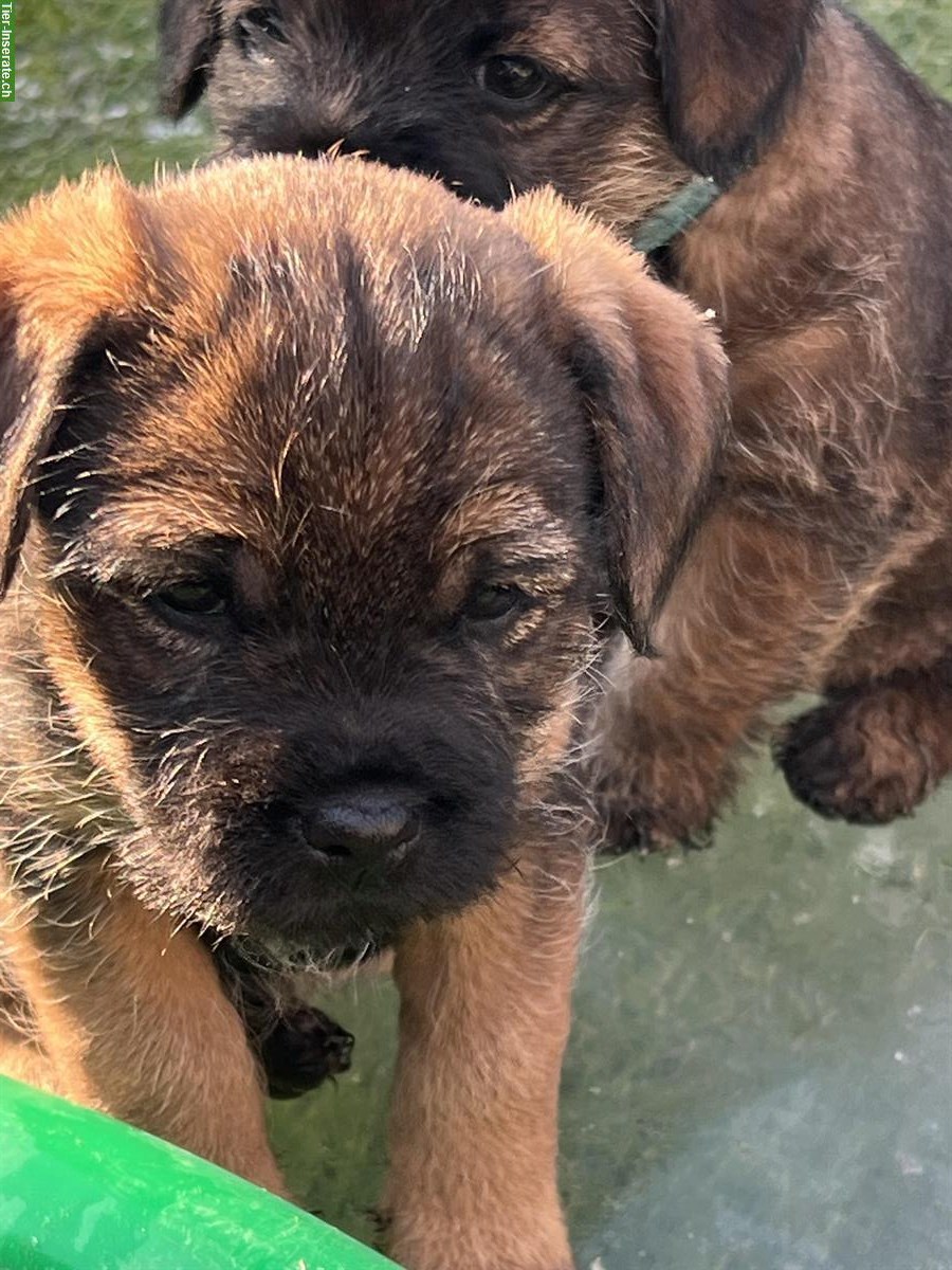 Bild 3: Border Terrier Welpen (Rüden) mit Stammbaum