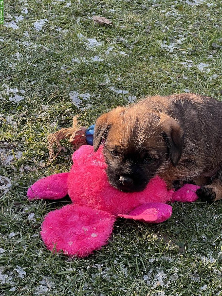 Bild 4: Border Terrier Welpen (Rüden) mit Stammbaum