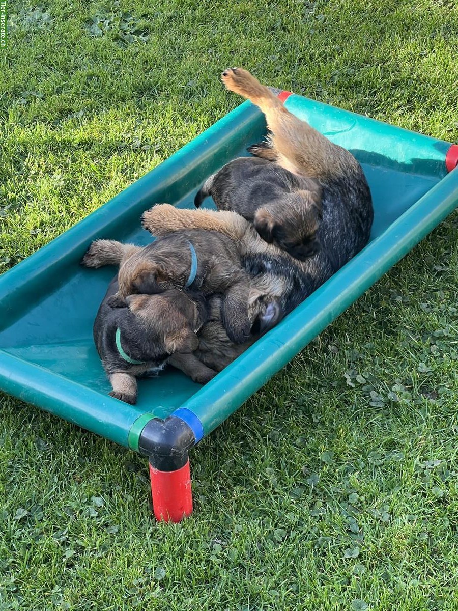 Bild 5: Border Terrier Welpen (Rüden) mit Stammbaum