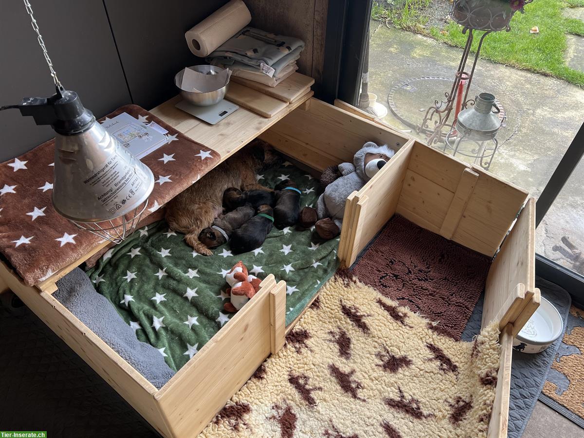 Bild 6: Border Terrier Welpen (Rüden) mit Stammbaum