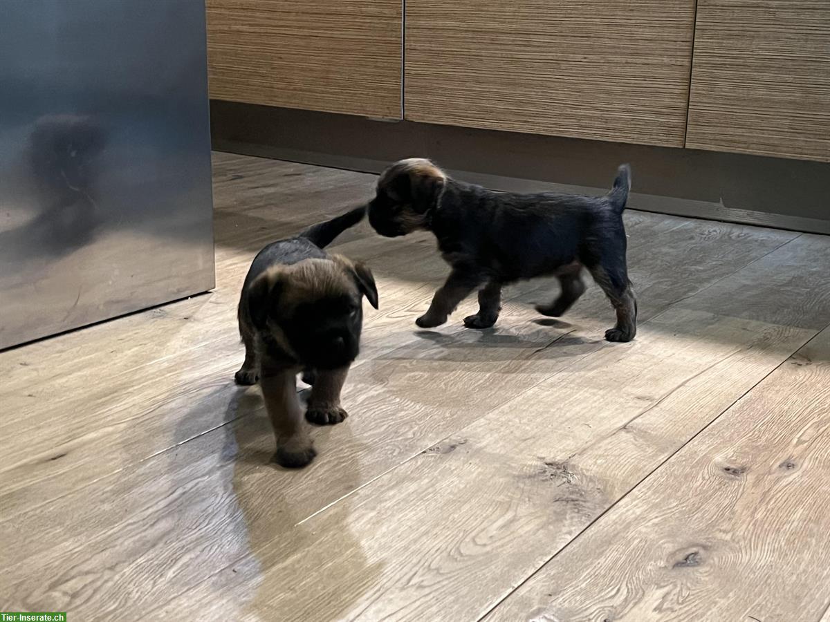 Bild 7: Border Terrier Welpen (Rüden) mit Stammbaum