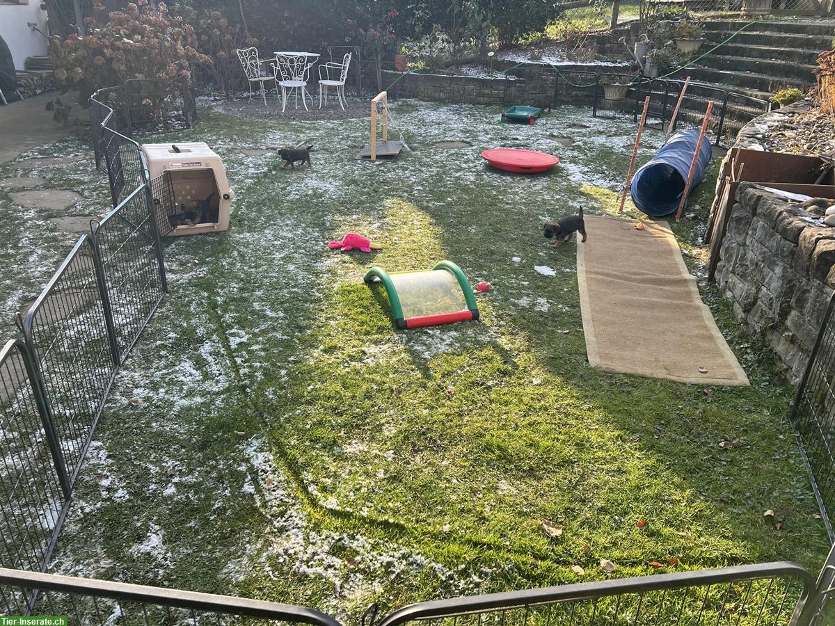 Bild 8: Border Terrier Welpen (Rüden) mit Stammbaum