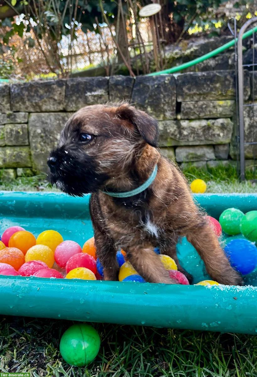 Bild 9: Border Terrier Welpen (Rüden) mit Stammbaum