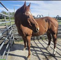 Platz gesucht für American Quarter Horse Wallach