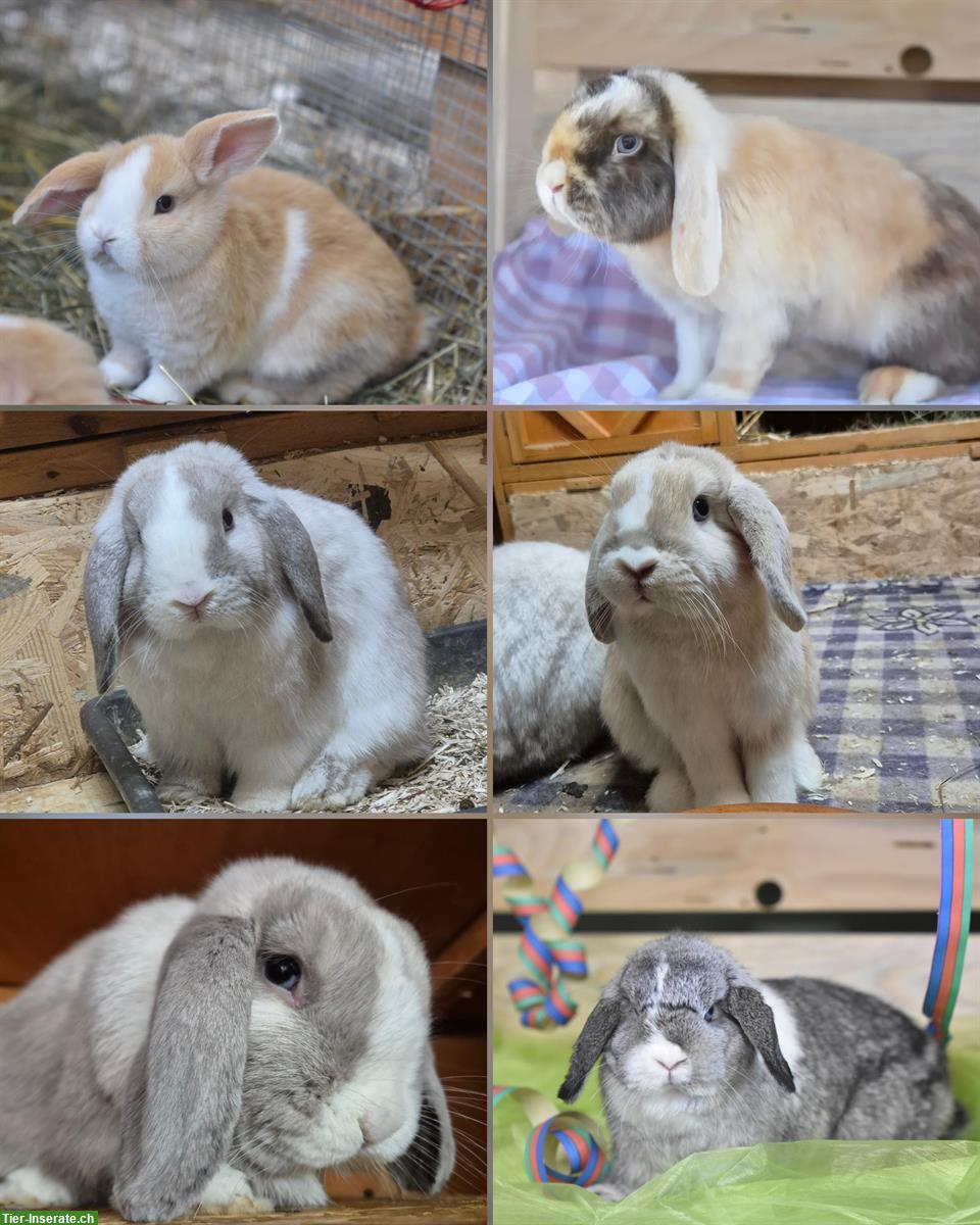 Verschiedene Zwergwidder suchen neues 5 Sterne Zuhause