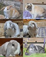 Verschiedene Zwergwidder suchen neues 5 Sterne Zuhause