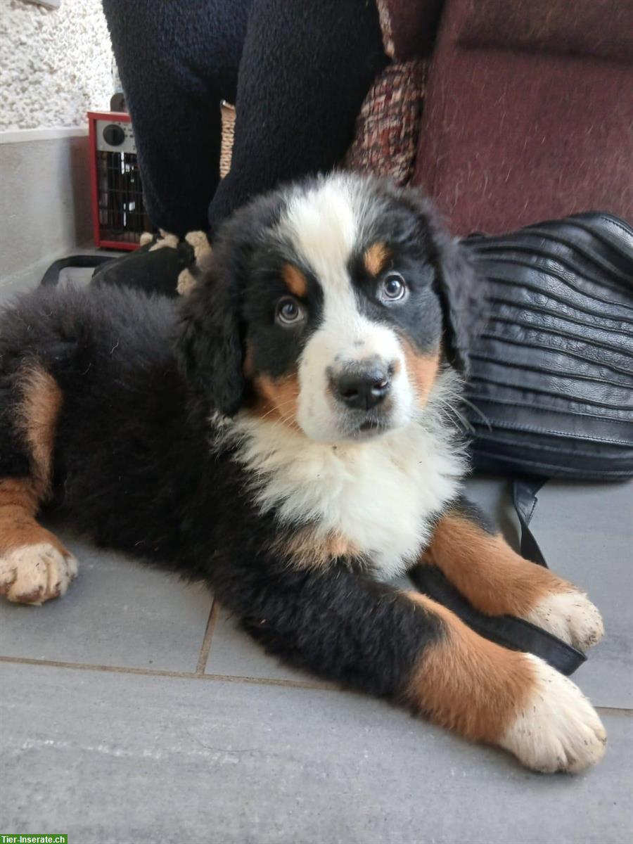 🐶Berner Sennenhund Welpen, Rüden