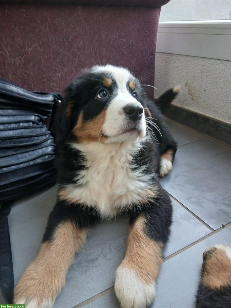 Bild 2: 🐶Berner Sennenhund Welpen, Rüden