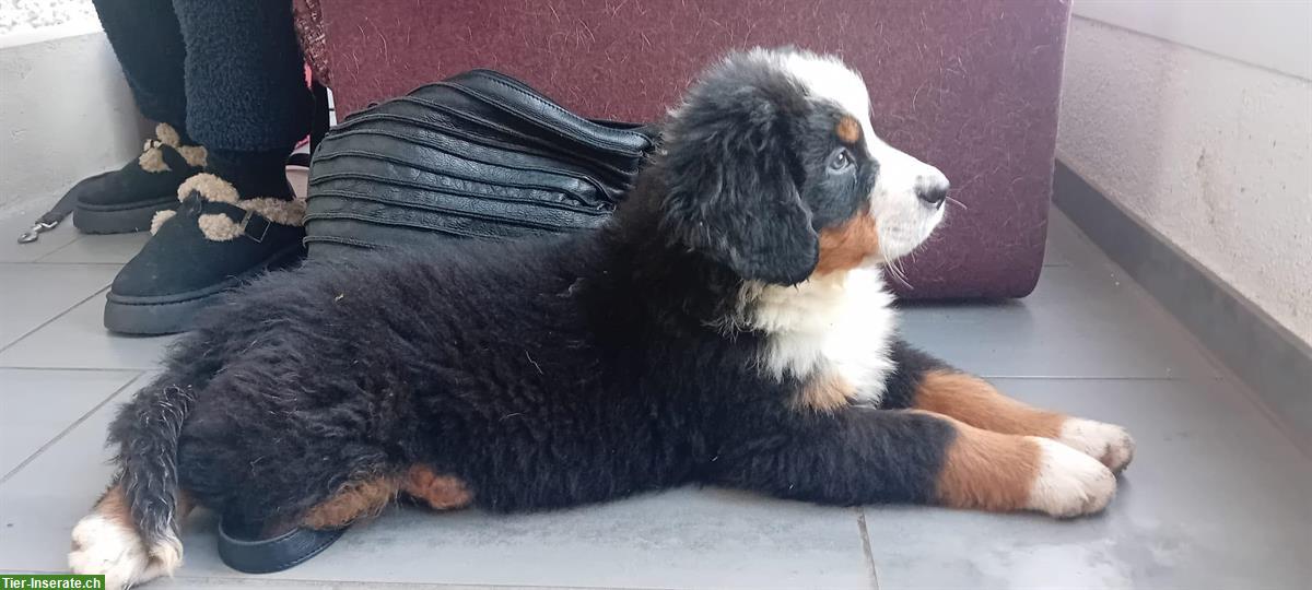 Bild 3: 🐶Berner Sennenhund Welpen, Rüden