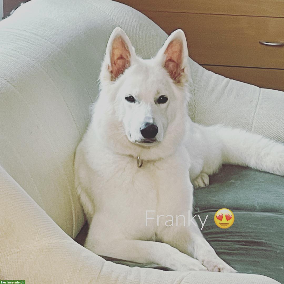 Hundesalon in Oftringen mitte Aargau