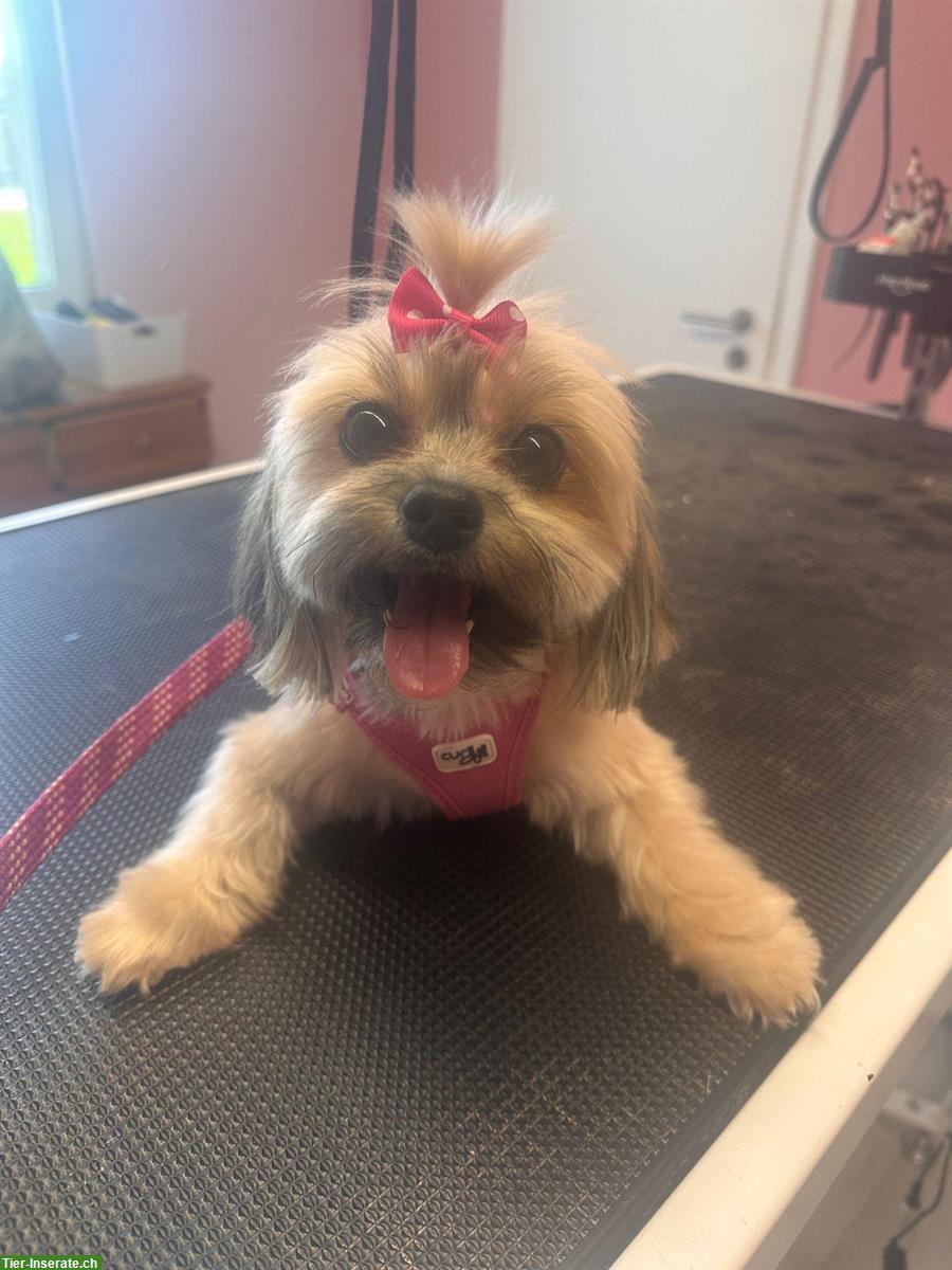 Bild 2: Hundesalon in Oftringen mitte Aargau