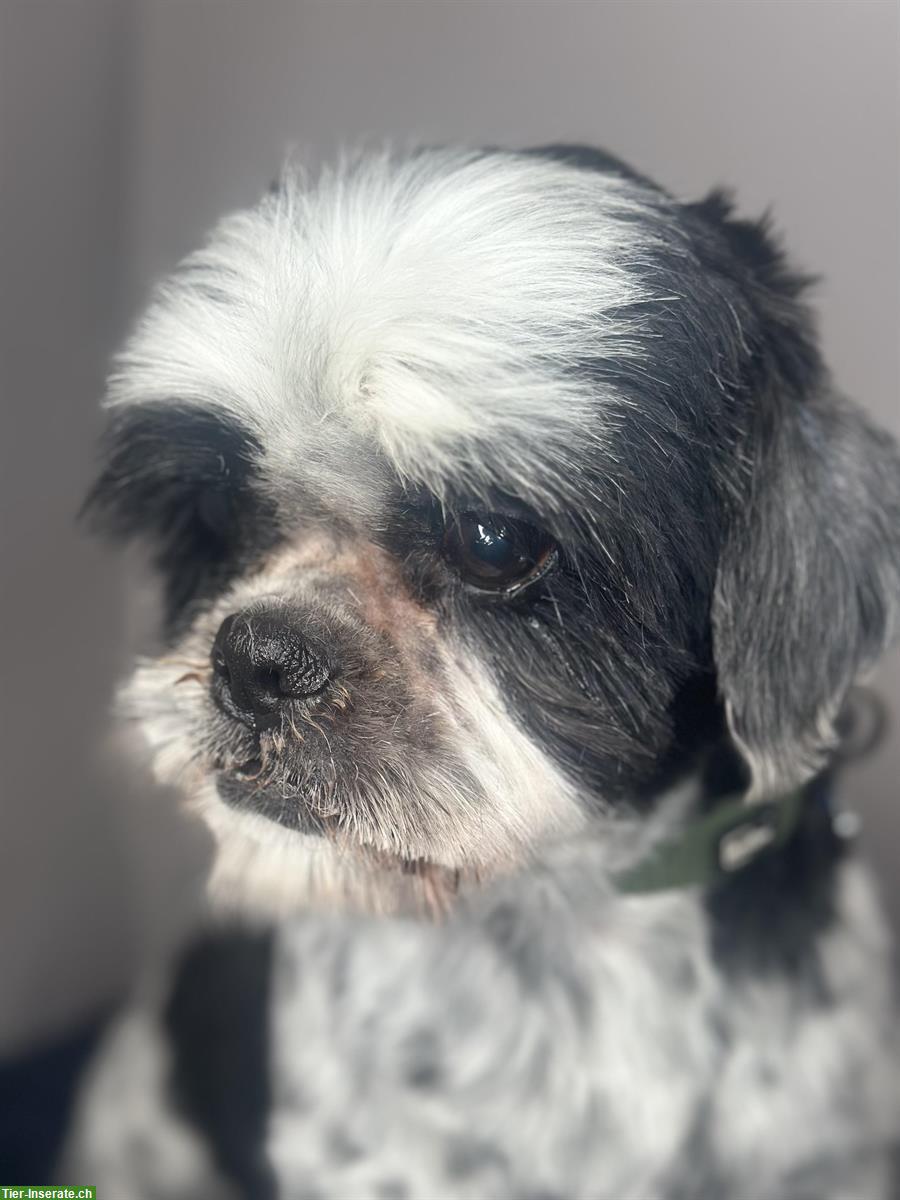 Bild 3: Hundesalon in Oftringen mitte Aargau