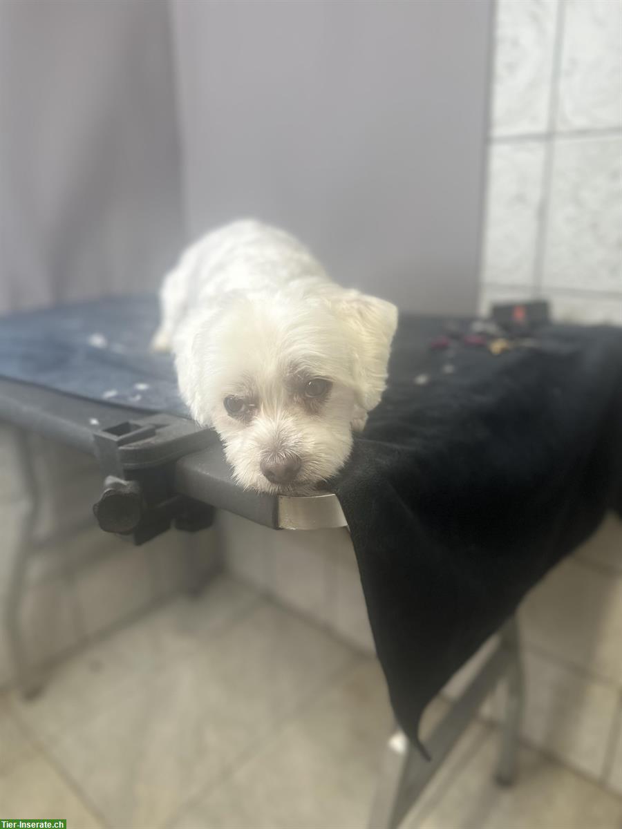 Bild 4: Hundesalon in Oftringen mitte Aargau