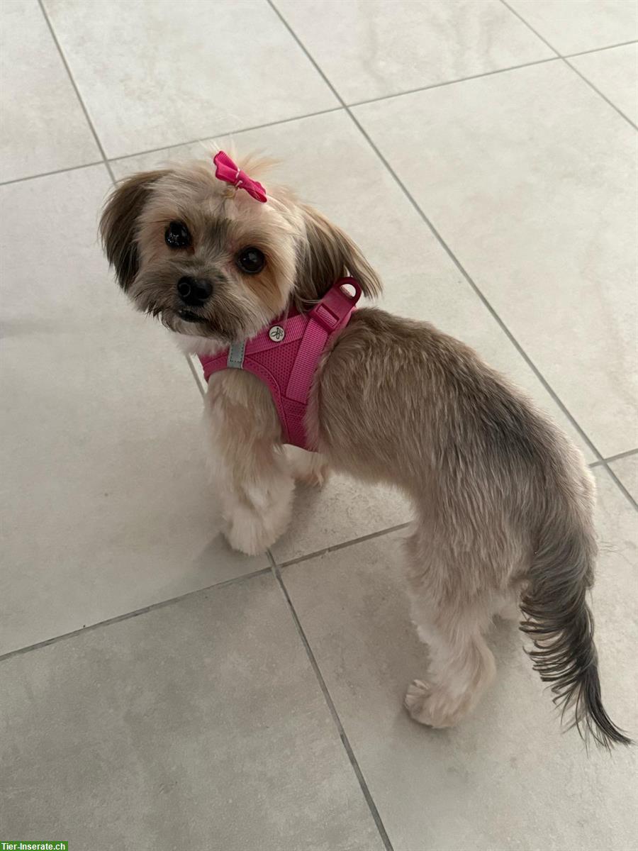 Bild 5: Hundesalon in Oftringen mitte Aargau