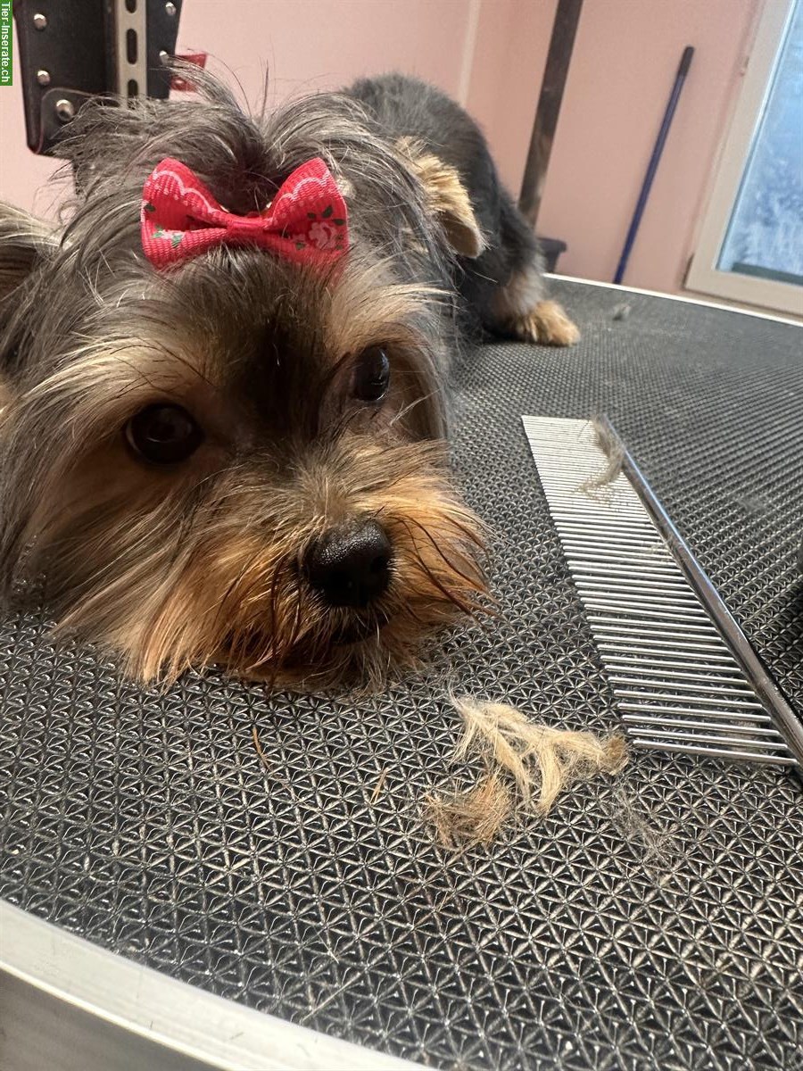 Bild 6: Hundesalon in Oftringen mitte Aargau