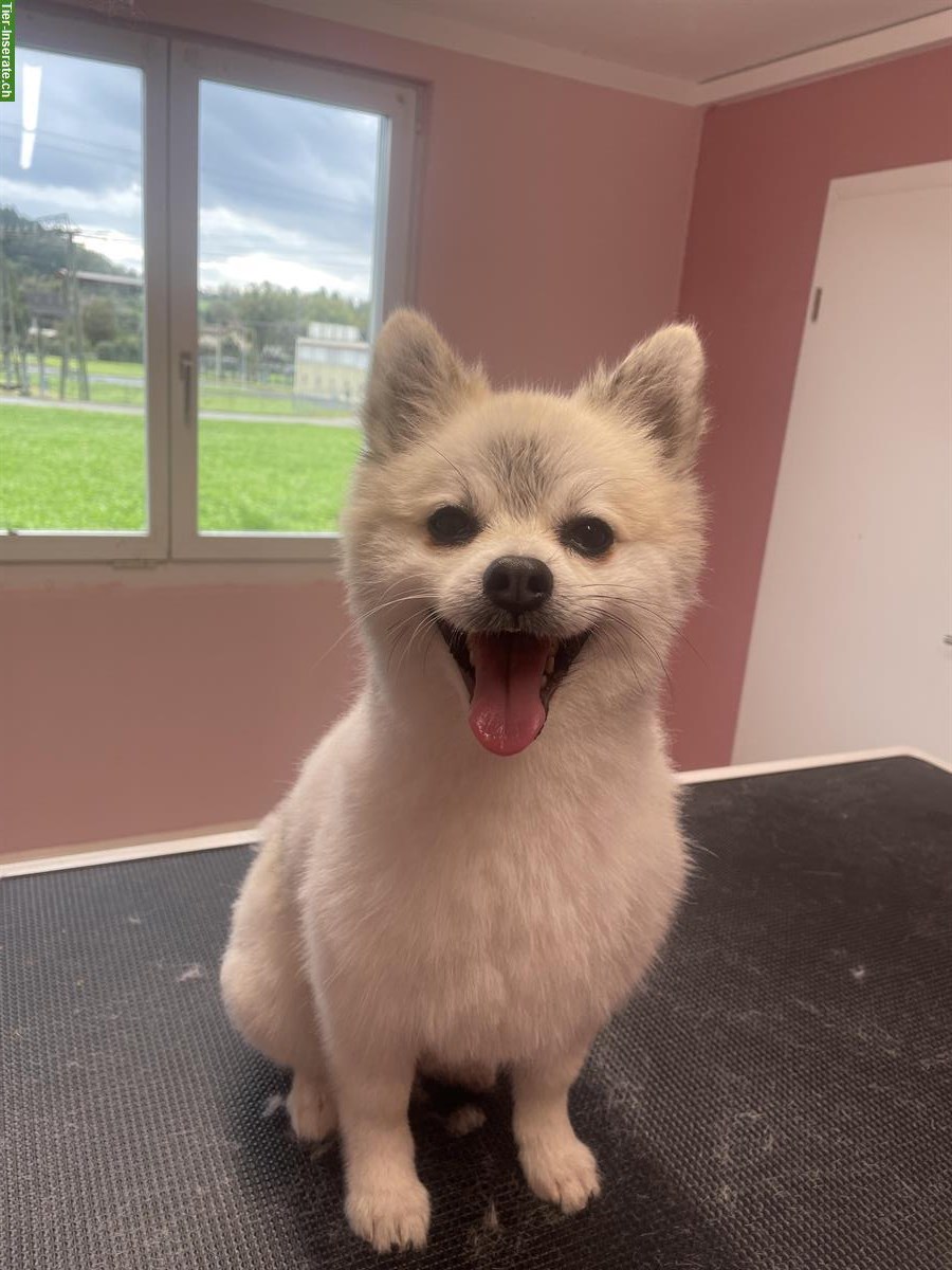 Bild 7: Hundesalon in Oftringen mitte Aargau