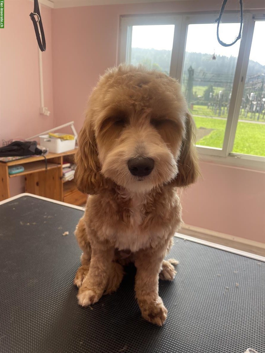 Bild 8: Hundesalon in Oftringen mitte Aargau