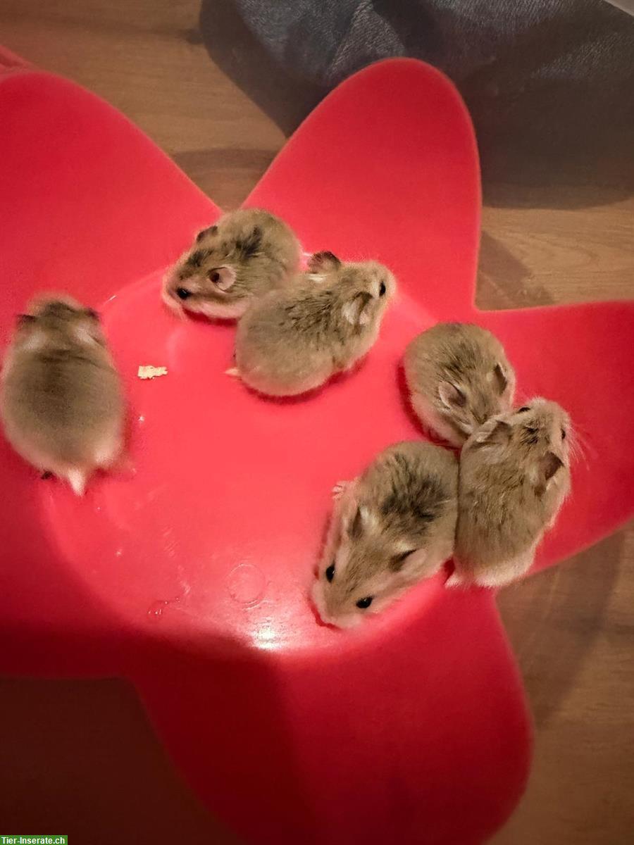 Süsse Roborowski Zwerghamster suchen neues Zuhause