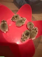 Süsse Roborowski Zwerghamster suchen neues Zuhause