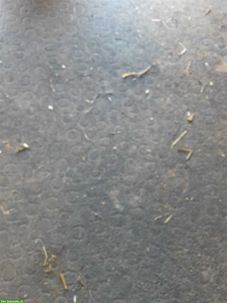 Bild 2: Pferde Stallmatte zu verkaufen