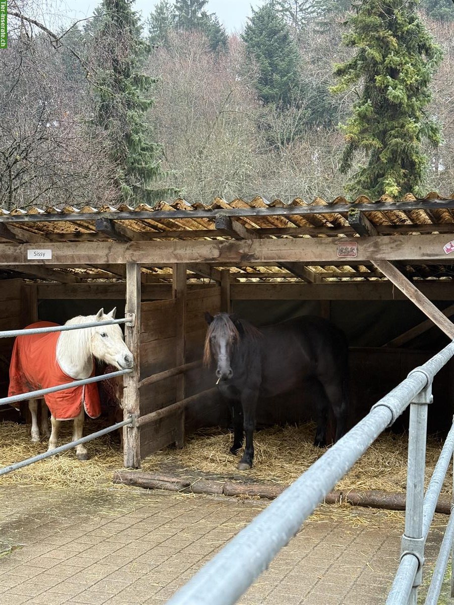 Lehrstelle für Pferdewartin EBA / Pferdepflege PRA