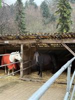 Lehrstelle für Pferdewartin EBA / Pferdepflege PRA