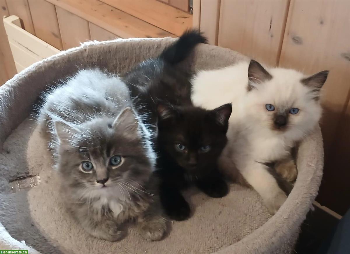 Ragdoll x BKH Kitten (Katerli) zu verkaufen
