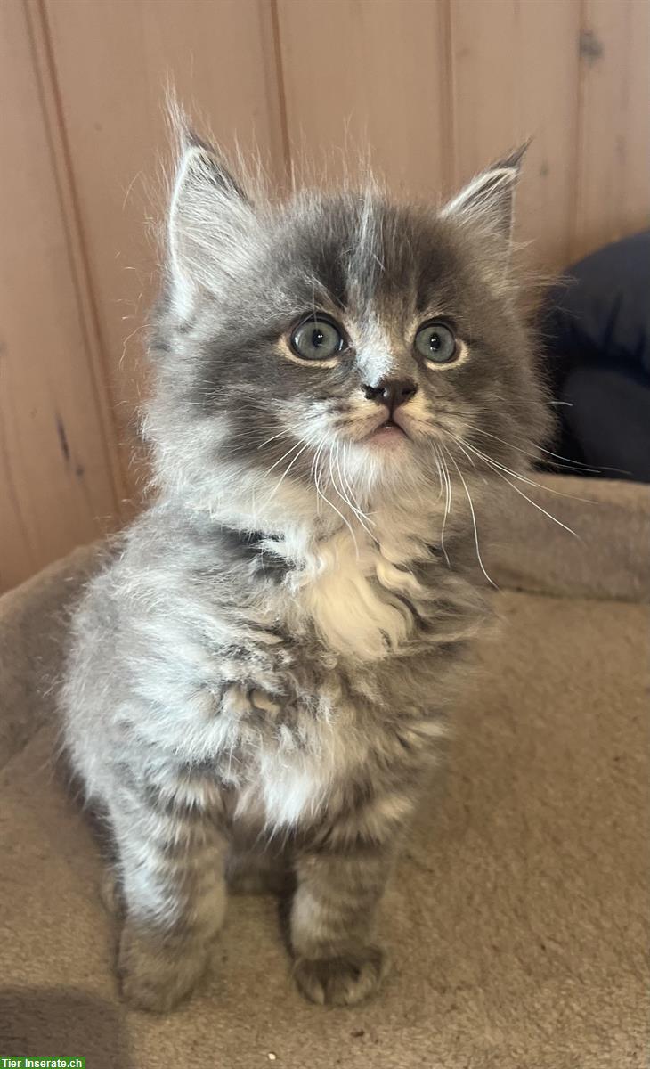 Bild 2: Ragdoll x BKH Kitten (Katerli) zu verkaufen