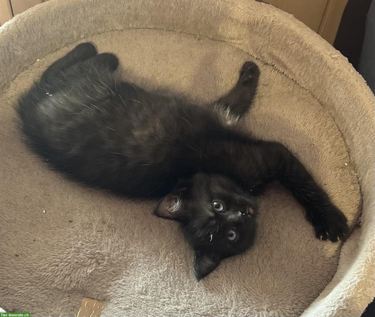 Bild 3: Ragdoll x BKH Kitten (Katerli) zu verkaufen