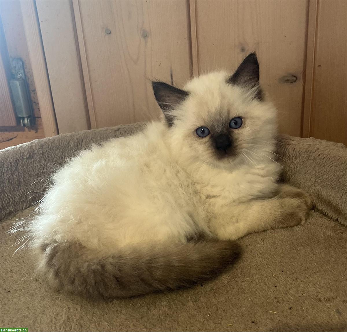 Bild 4: Ragdoll x BKH Kitten (Katerli) zu verkaufen