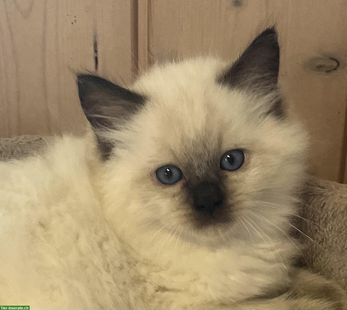 Bild 5: Ragdoll x BKH Kitten (Katerli) zu verkaufen