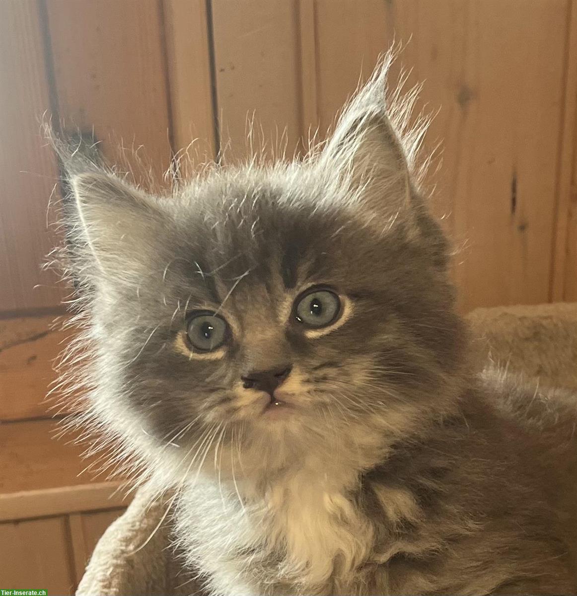 Bild 6: Ragdoll x BKH Kitten (Katerli) zu verkaufen