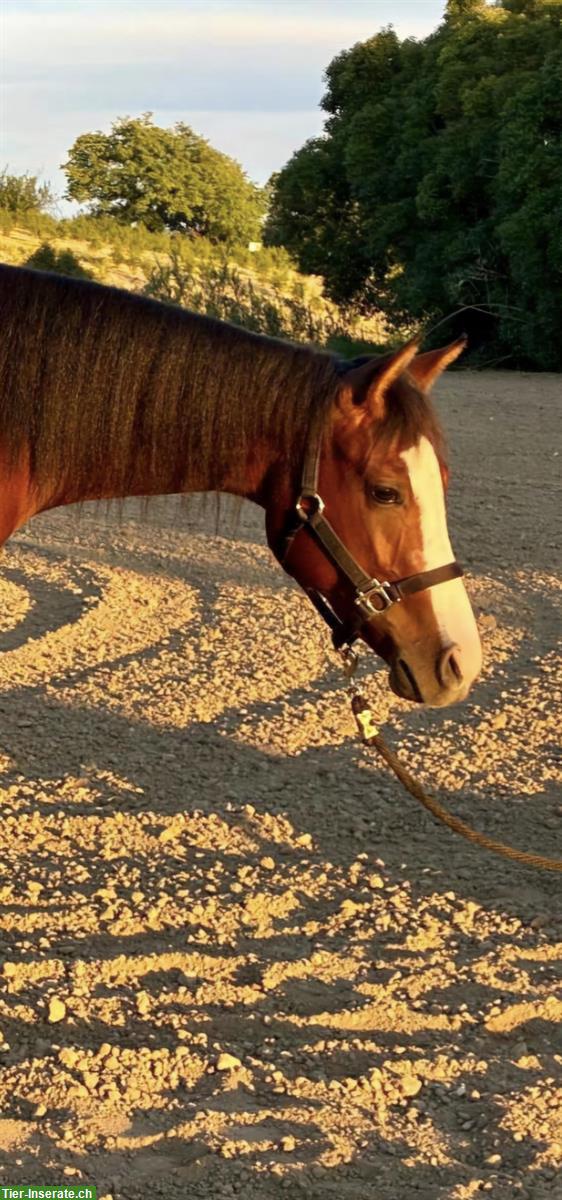 Quarter Horse Stute, 2.5-jährig, Zucht geeignet