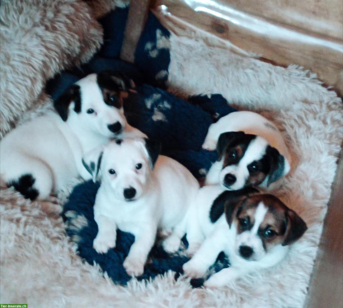 Jack Russell Terrier Welpen, Rüden und Hündin