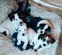Jack Russell Terrier Welpen, Rüden und Hündin