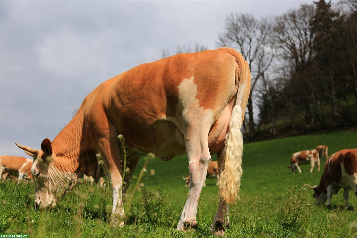 Tragende Simmentaler Kuh (Code 60) zu verkaufen