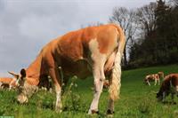 Tragende Simmentaler Kuh (Code 60) zu verkaufen