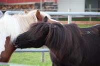 Reitbeteiligung in Dürnten für Islandpferd