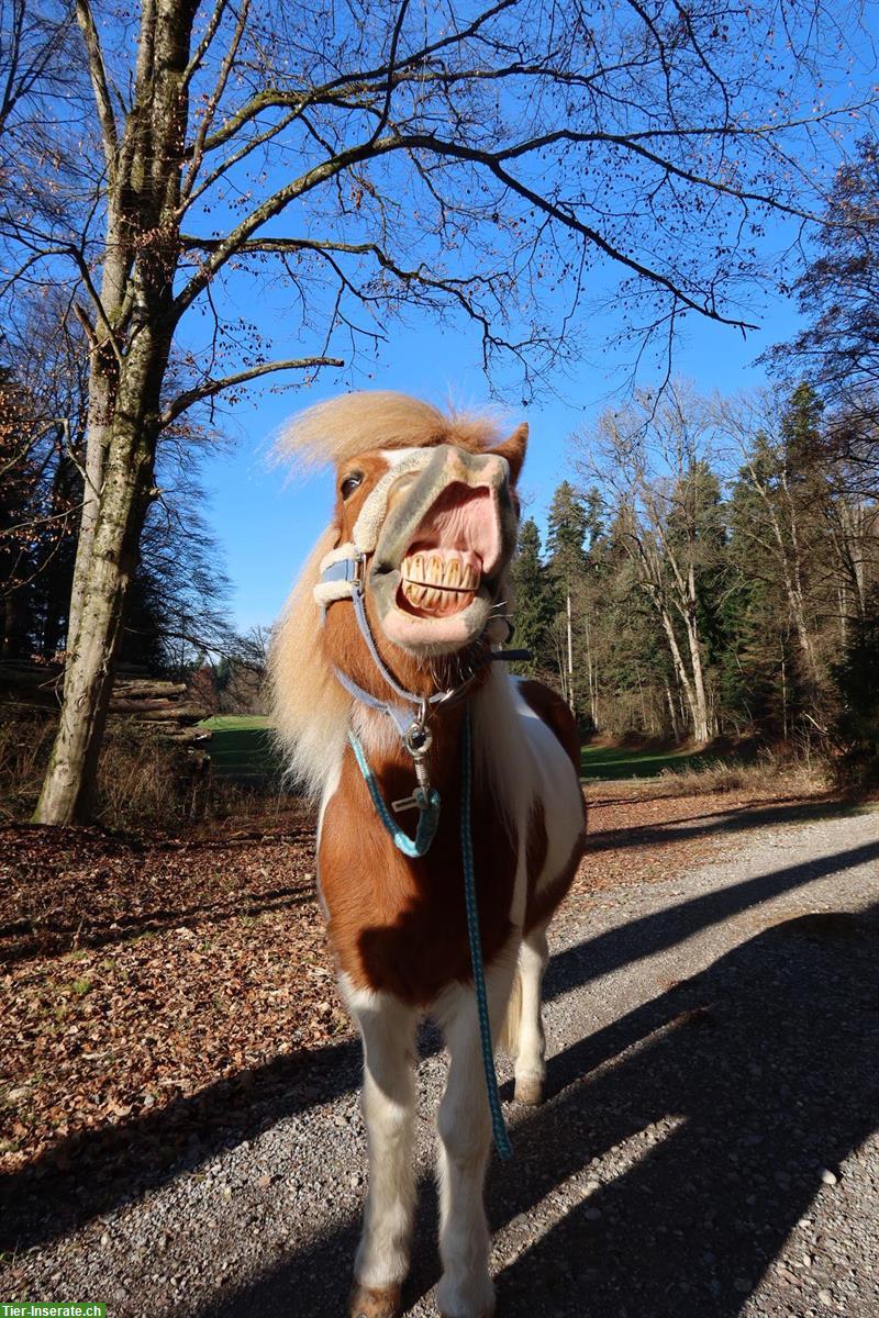 Bild 2: Reitbeteiligung in Dürnten für Islandpferd