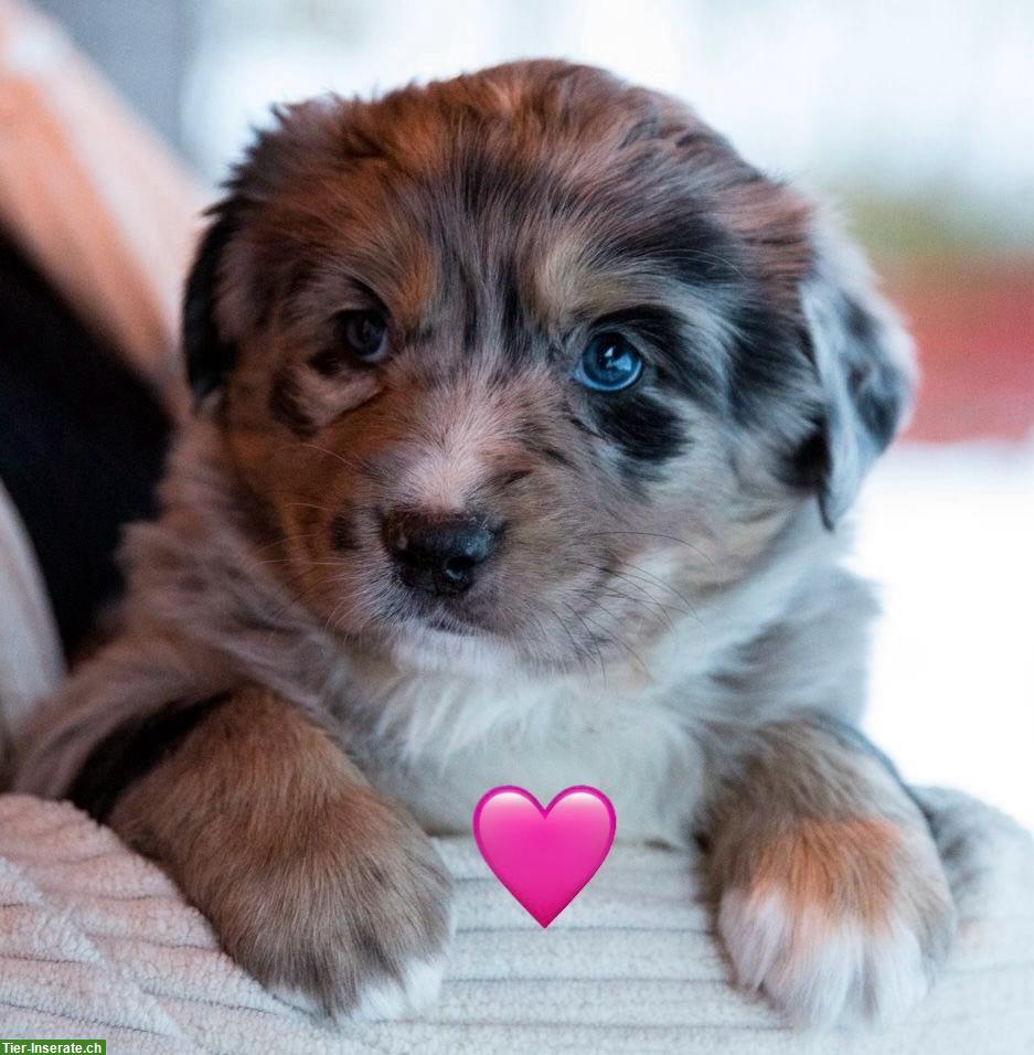 Australian Shepherd x Berner Sennenhund Mischlingswelpen