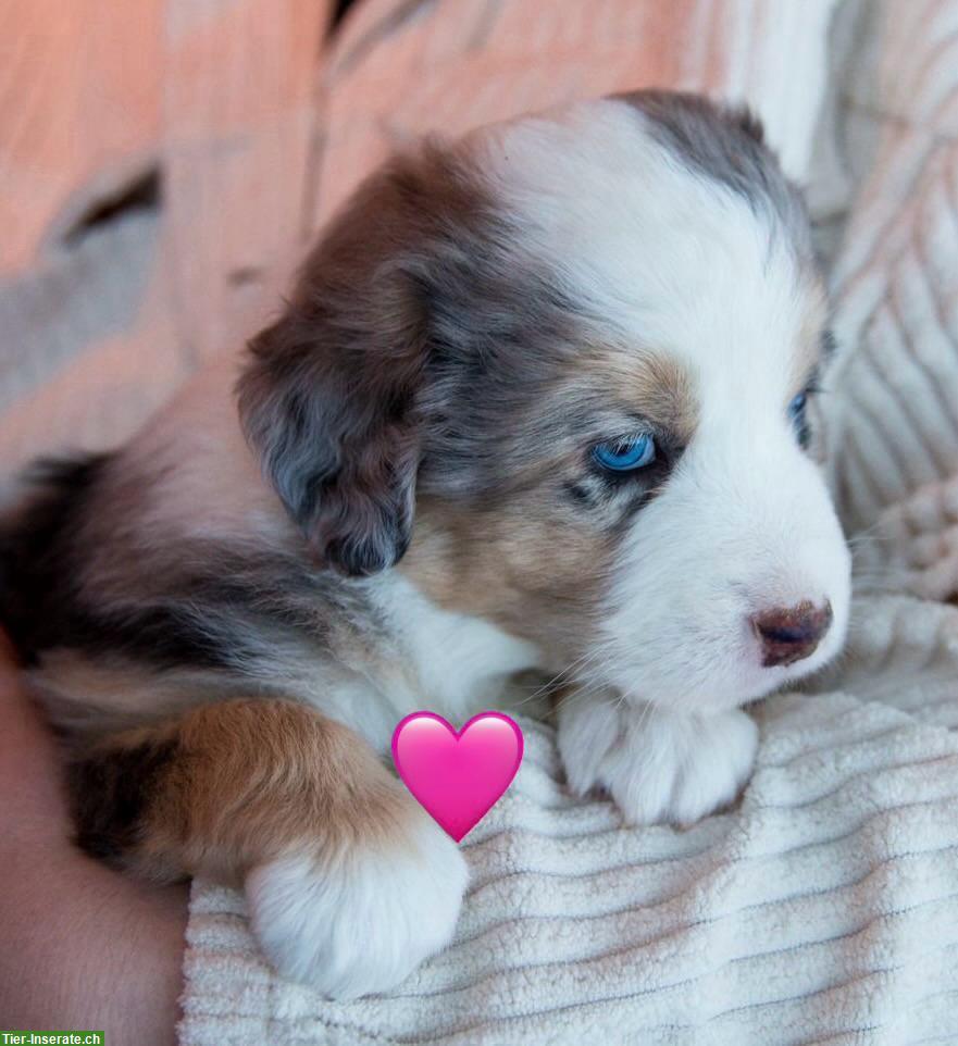 Bild 2: Australian Shepherd x Berner Sennenhund Mischlingswelpen