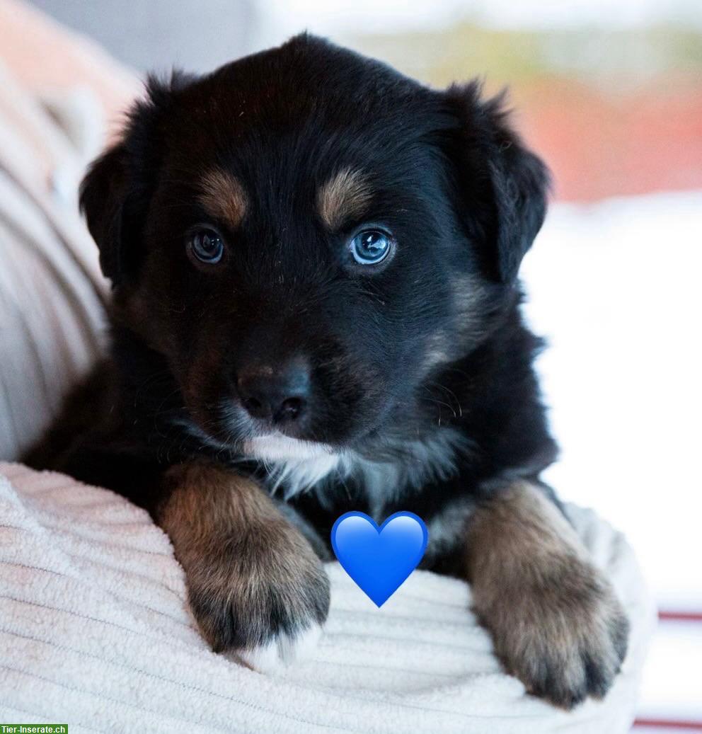 Bild 3: Australian Shepherd x Berner Sennenhund Mischlingswelpen