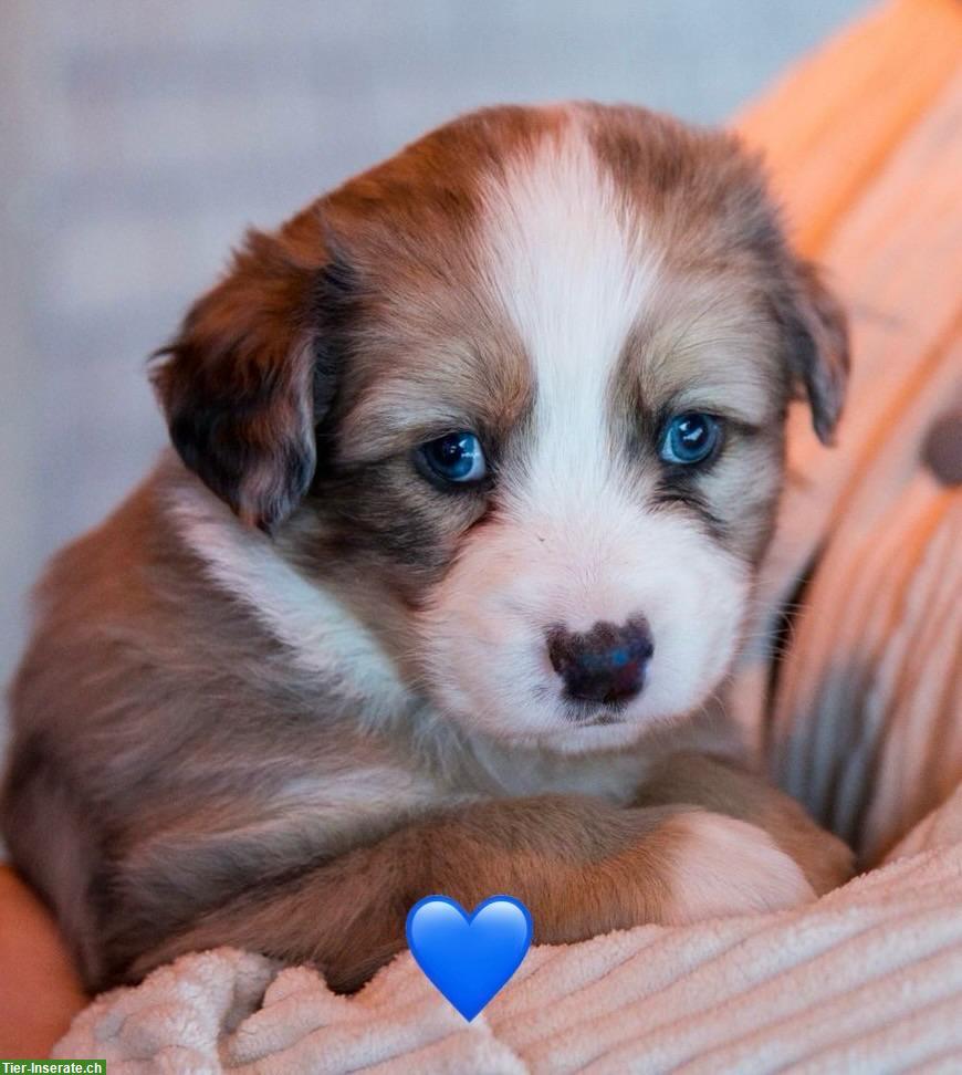 Bild 4: Australian Shepherd x Berner Sennenhund Mischlingswelpen