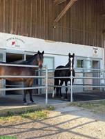 Pferdepension Bettlach: Auslaufboxe frei mit Reitplatz